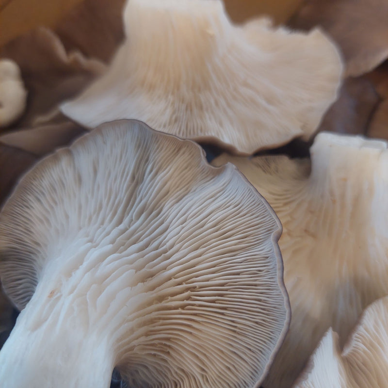 Oyster Mushrooms